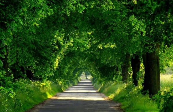 Yaşıllıqları kim qorumalıdır?