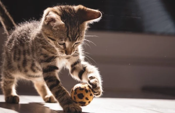 Pişiklər haqqında bu fakt sizi də TƏƏCCÜBLƏNDİRƏCƏK&nbsp;