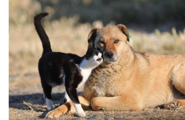 Azərbaycanda heyvanlarla rəhmsiz rəftar edənləri hansı cəza gözləyir? – Vəkil açıqladı&nbsp;&nbsp;