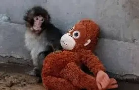 Pançın taleyinə üzülənlərə ŞAD XƏBƏR: "Ana"sı onu qəbul etdi&nbsp; (VİDEO)