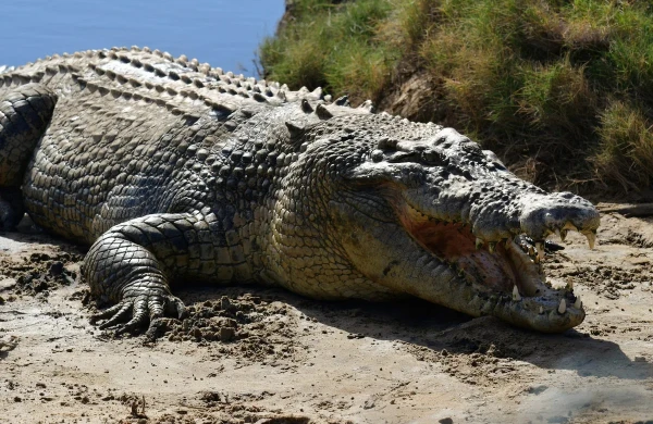 5 metr uzunluğunda və yarım ton ağırlığında: Ən böyük sürünən...&nbsp;