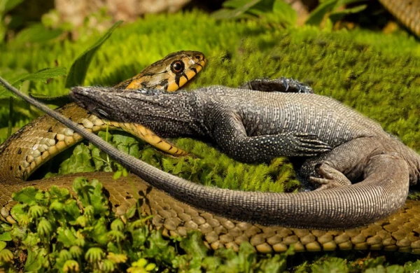 Kərtənkələ ilanı görün nə hala saldı&nbsp; &nbsp;—&nbsp; Heyvanların döyüş VİDEOSU