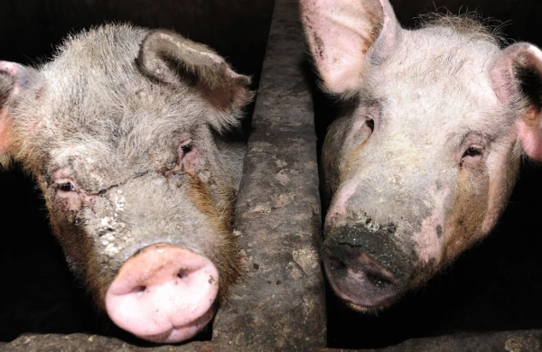 Azərbaycanda donuzlar çoxalır – Bölgələr üzrə RƏQƏMLƏR&nbsp;