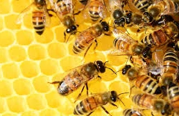 Azərbaycana təhlükəli arılar gətirilib – AÇIQLAMA 