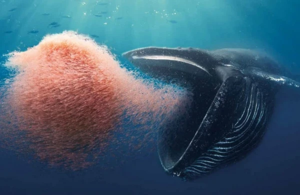 Bu heyvanın ürəyi avtomobil boydadır  - MARAQLI FAKRLAR&nbsp;&nbsp;