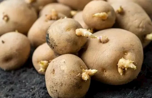 Cücərməməsi üçün yanına 1 ədəd qoyun: Aylarla bazardan aldığınız kimi qalacaq