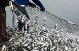 Sabahdan balıq ovu qadağan edilir&nbsp;