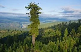 Dünyanın ən uzun ağacı – Hyperion&nbsp;&nbsp;