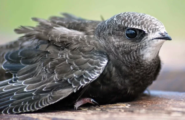 Aylarla yerə enmədən yaşayan quş – Əbabilin heyrətamiz həyatı&nbsp;&nbsp;