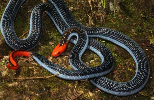 İlanlar niyə qabıq qoyur? – MARAQLI MƏLUMAT