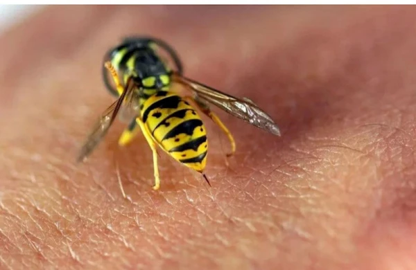 Arılar&nbsp; insanı sancdıqdan sonra niyə ölür?&nbsp; &nbsp;—&nbsp; MARAQLI FAKT