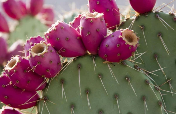 Evə şanssızlıq və bədbəxtlik gətirən O BİTKİ&nbsp;