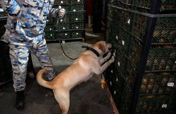 "Kivi" yükündə külli miqdarda narkotik vasitə aşkarlanıb&nbsp;