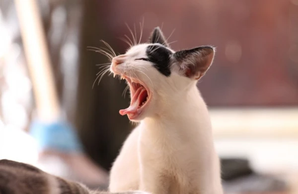 Pişiklərin davamlı əsnəməsinin səbəbləri 