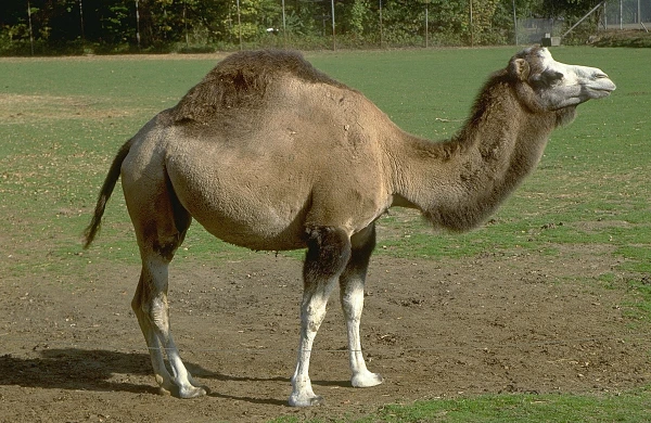 Azərbaycanda nə qədər dəvə var və hansı rayonlarda saxlanılır? - ÖZƏL&nbsp;&nbsp;