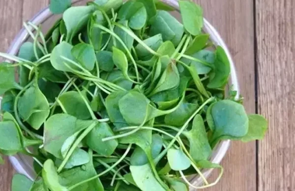 Dünyanın ən sağlam tərəvəzi seçildi&nbsp; &nbsp; —&nbsp; &nbsp;Azərbaycanda hər yerdə var