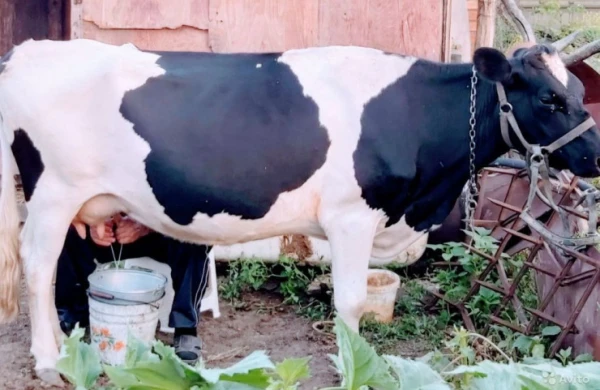 İnək südü necə hazırlayır?&nbsp; &nbsp; —&nbsp; &nbsp; MARAQLI FAKT