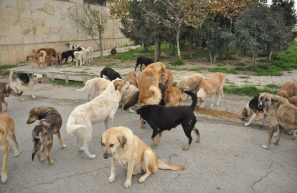 Yüzlərlə heyvan sığınacaqdan çıxarıldı: “Bu qədər iti hara aparım?!” – VİDEO