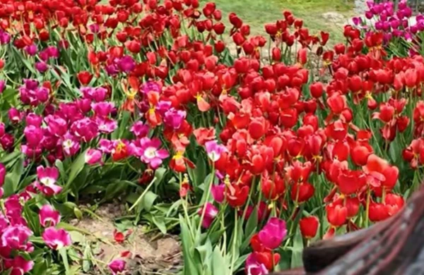 Bulvarda əkilən gülləri kim bu hala salıb? - Video