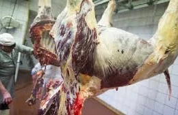 Azərbaycanda külli miqdarda at əti aşkarlandı&nbsp;