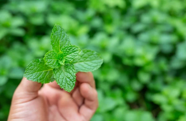 Hər gün yarpızla çay için - Görün,nələrə dərman İMİŞ