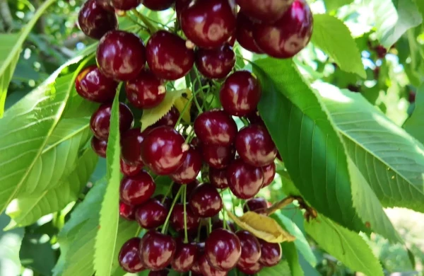 Bakıda telefon qiymətinə gilas satılır — FOTO 
