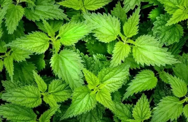 10 dərdə bir çarə - Gicitkəni belə istifadə edin