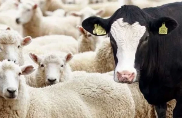 Dövlət Məşğulluq Agentliyinin inəkləri hara yoxa çıxıb?&nbsp; &nbsp;—&nbsp; Vətəndaşlar qurumdan ŞİKAYƏTÇİDİR