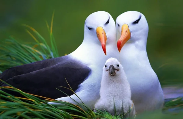 46 günə Yer kürəsini dövr edən quş – Albatrosun sirri&nbsp;&nbsp;