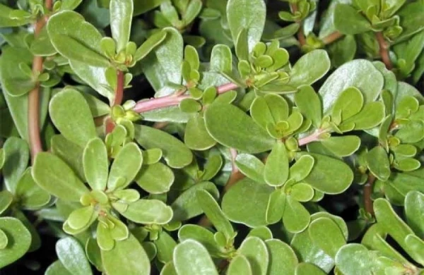 Pərpətöyünün inanılmaz&nbsp; FAYDALARI AÇIQLANDI