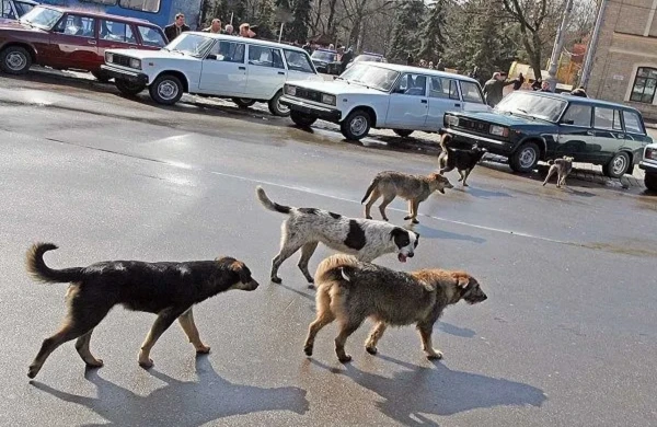 Şəhərdəki sahibsiz küçə itləri ilə necə davranmalı? - Ekspertlər DANIŞIR&nbsp;&nbsp;