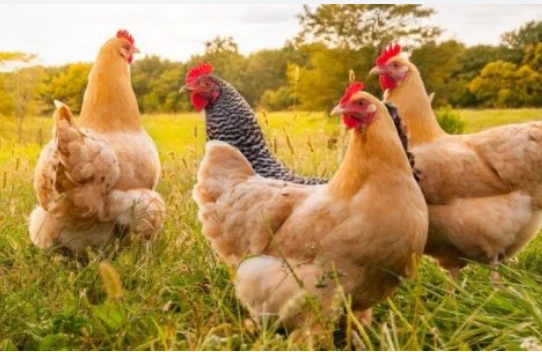 Toy karvanı fermanın yanından keçdi, 140 toyuq öldü&nbsp;