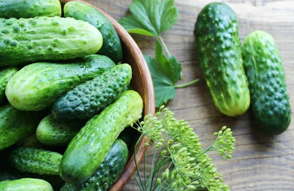Dərmanlı xiyarı belə bilmək olar