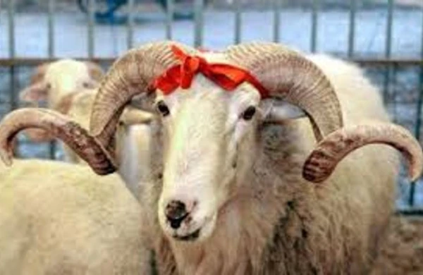 Bu şəxslərin qurbanı qəbul olunmur — Haram sayılan məqamlar