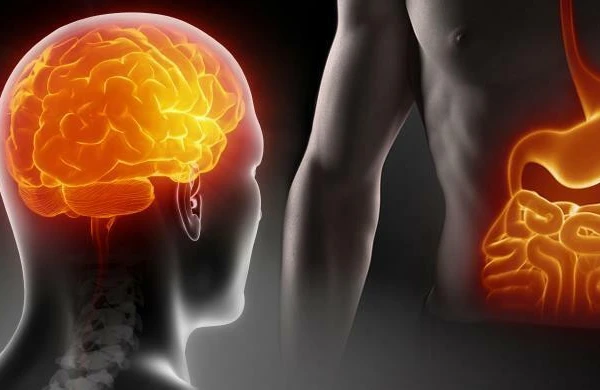 İnsanın “ikinci beyin” adlandırılan orqanı haqqında maraqlı FAKTLAR