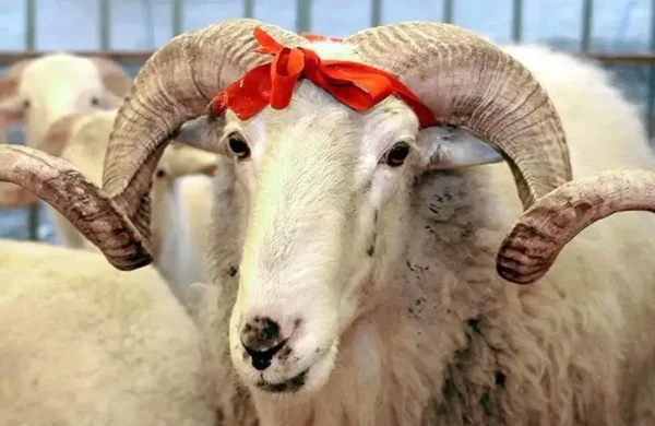Hansı heyvanlardan qurban kəsilə bilər? – Din xadimindən açıqlama&nbsp;&nbsp;