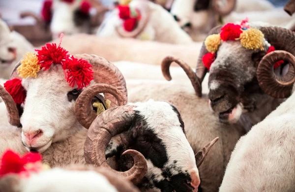 Vəfat etmiş şəxsin adına qurban kəsilə bilərmi? – AÇIQLAMA  
