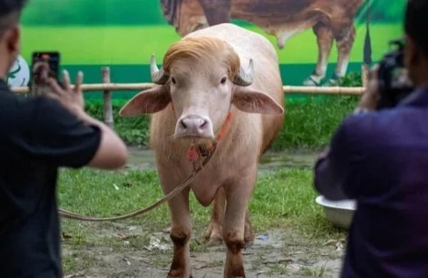 "Donald Tramp"ı qurban kəsmək istədilər, lakin... 