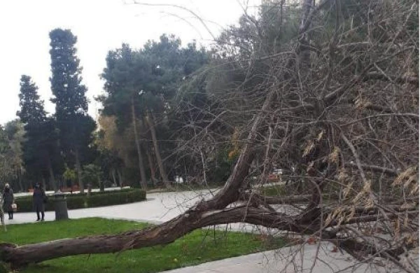 Ağaclar sındı
