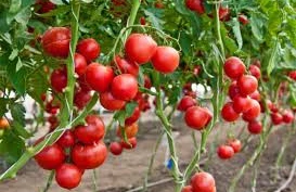 Pomidorun yanında bunu əkin - Məhsul sizi təəccübləndirəcək  