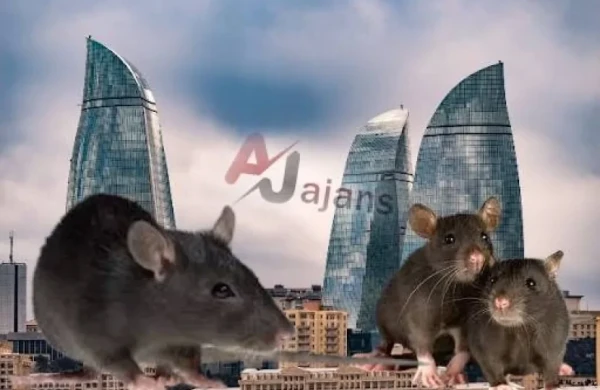 Azərbaycana çoxlu sayda SİÇAN-SİÇOVUL GƏTİRİLİR 