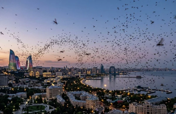 Bakı sakinləri təşvişdə: yayılan bu sirli həşərat nədir?&nbsp;