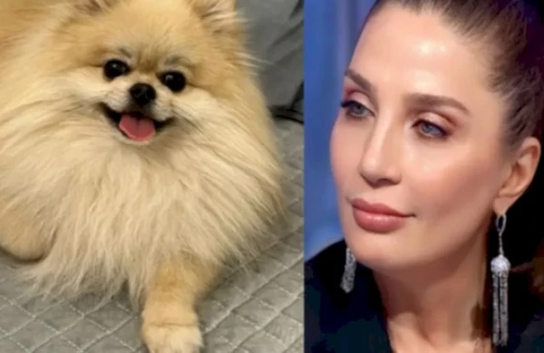 Əməkdar artist itini axtarır&nbsp;