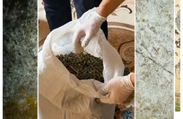 Ağcabədidə 7 kiloqramdan artıq marixuana aşkarlanıb&nbsp;