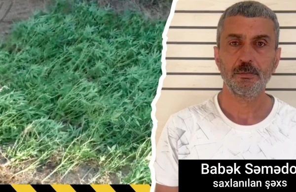 Çay kənarında çətənə kolları yetişdirən şəxs saxlanılıb
