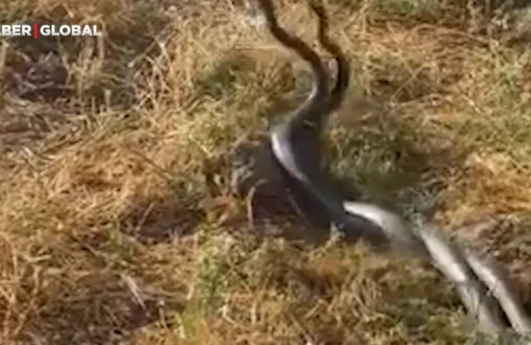 İsti hava nəhəng ilanları ÜZƏ ÇIXARDI