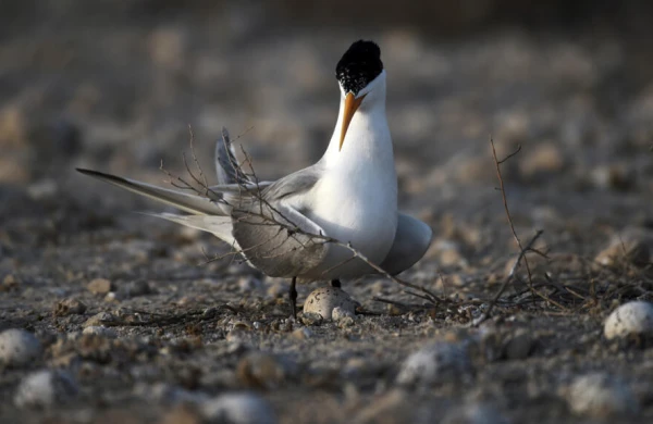 Avstraliyada ilk dəfə yerli dəniz quşunda H5 quş qripi aşkar edilib&nbsp;&nbsp;