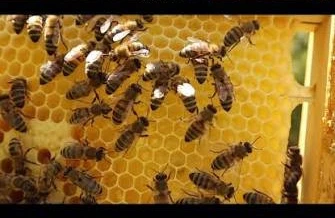 Cəmi 5 dəqiqə: Arı yuvalarını necə tez və təhlükəsiz təmizləmək olar?