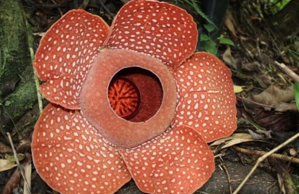 Rafflesia niyə çürümüş ət qoxusu verir? Nəhəng çiçək haqqında maraqlı FAKTLAR&nbsp; &nbsp;