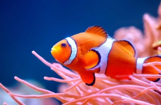 Nemo balıqlarının təbiətdəki inanılmaz qaydası&nbsp;&nbsp;